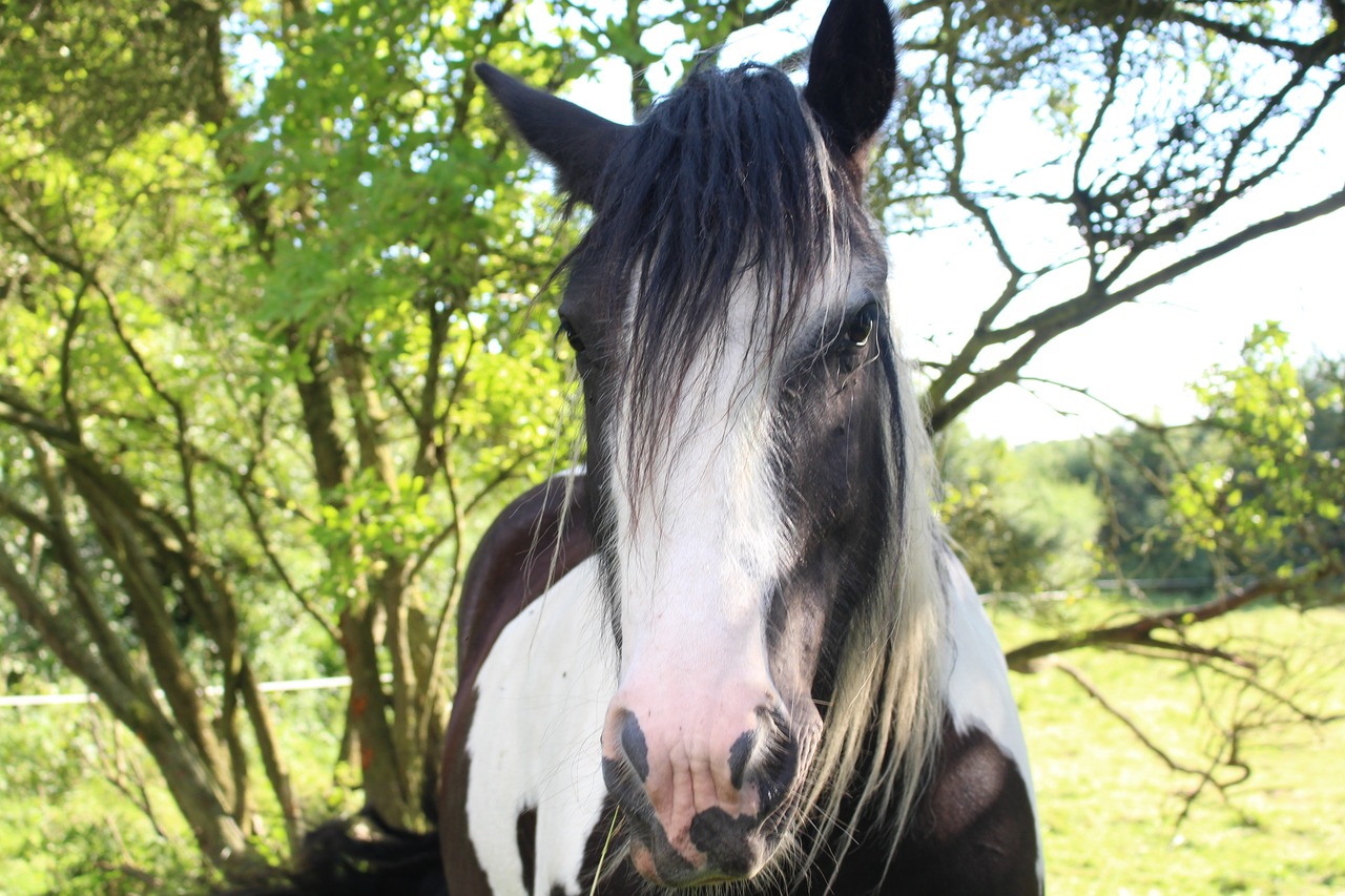 horse tinker pinto free photo