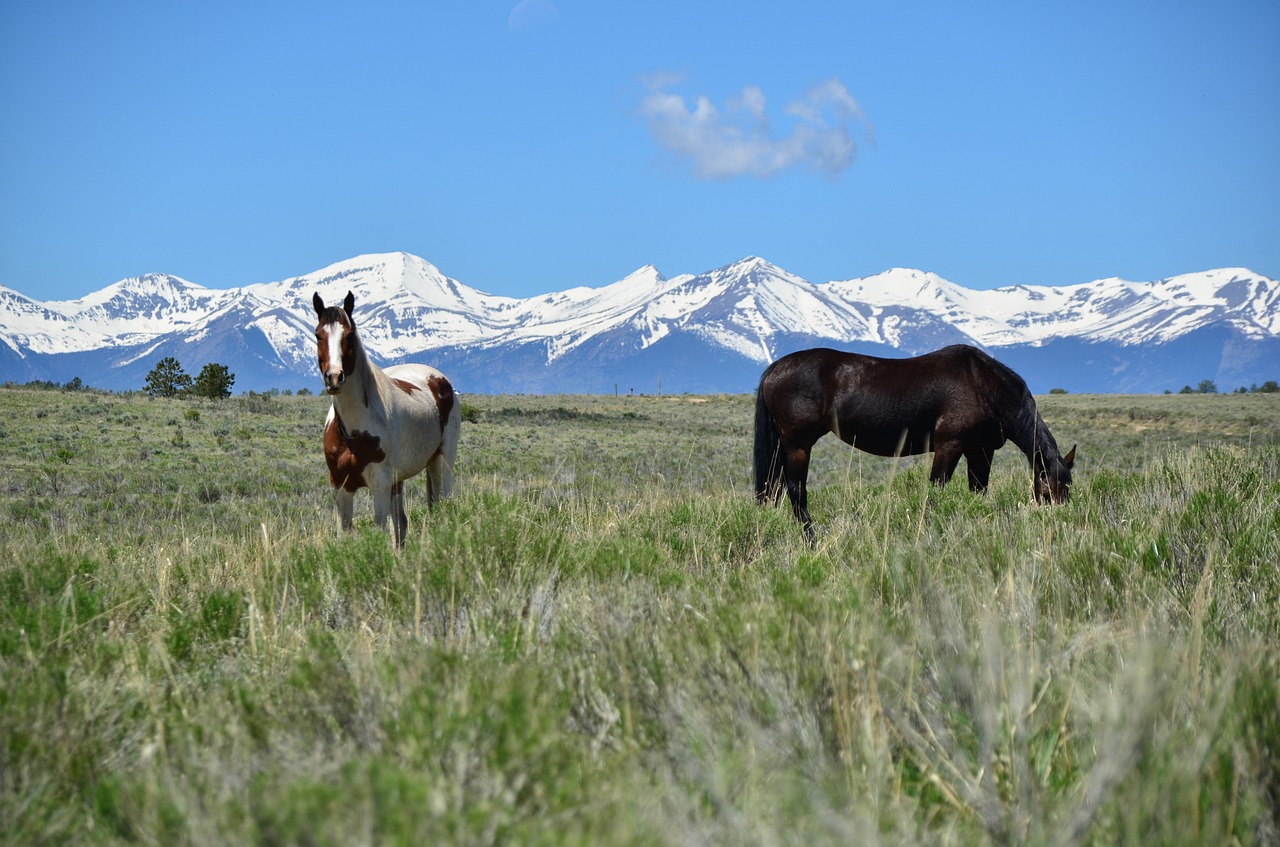 horse horses animal free photo