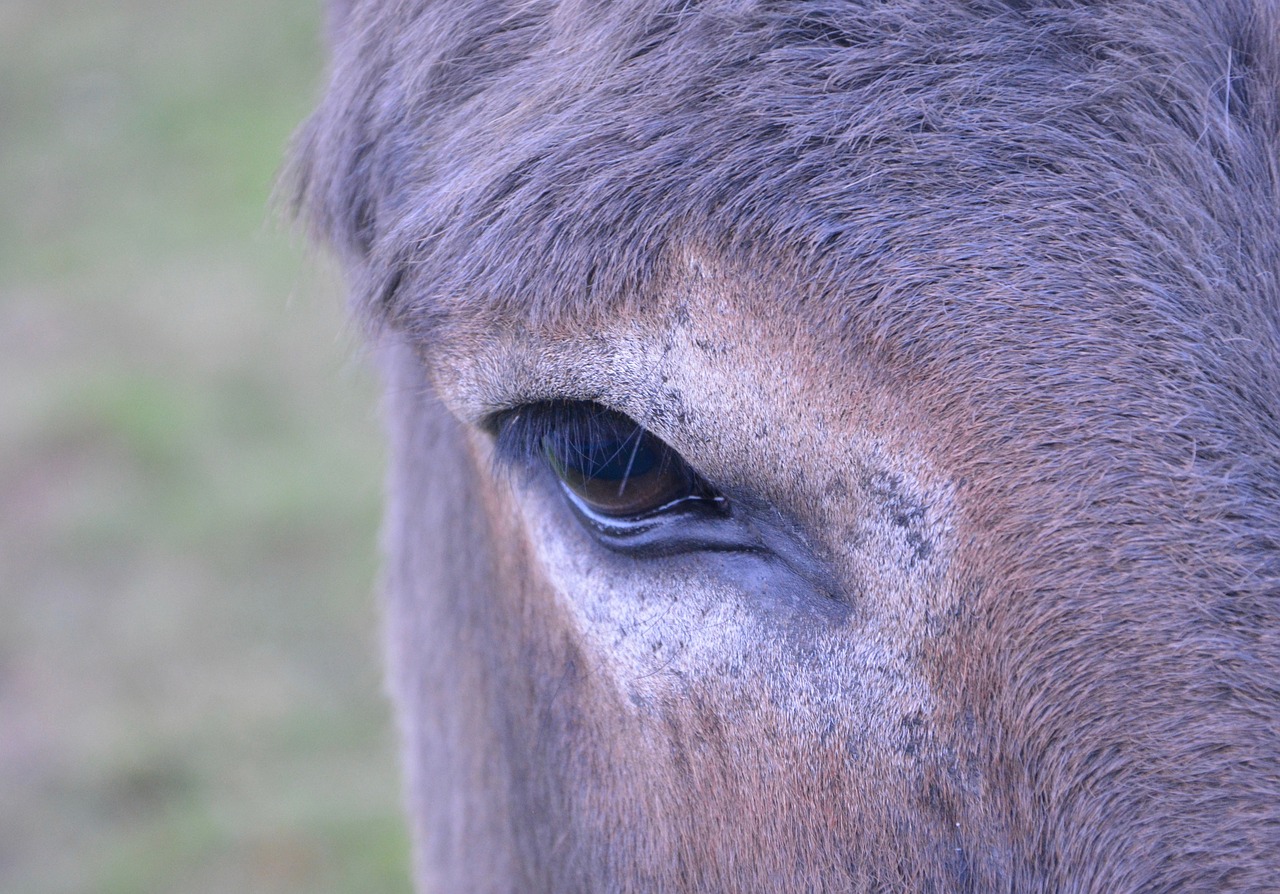 horse eye brown horse free photo