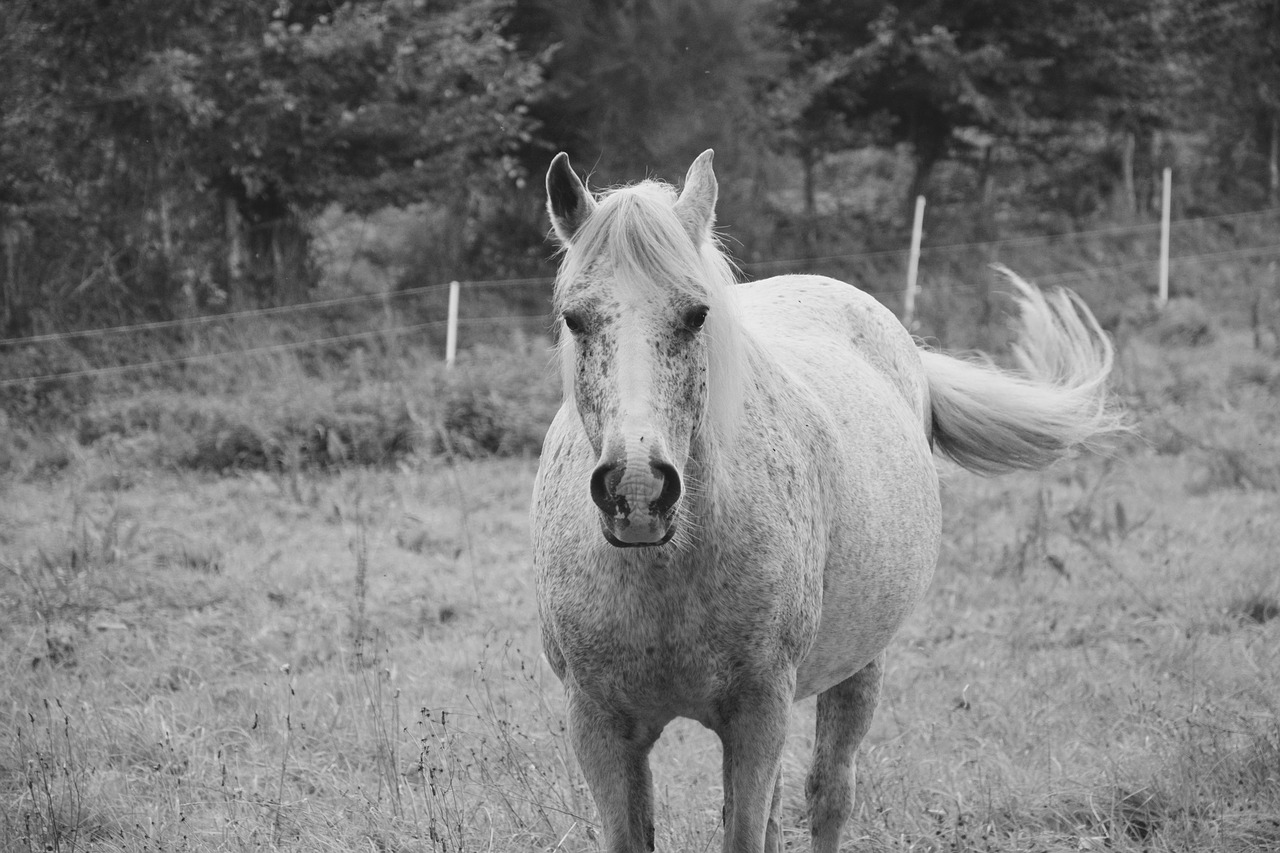 horse mare broodmare free photo