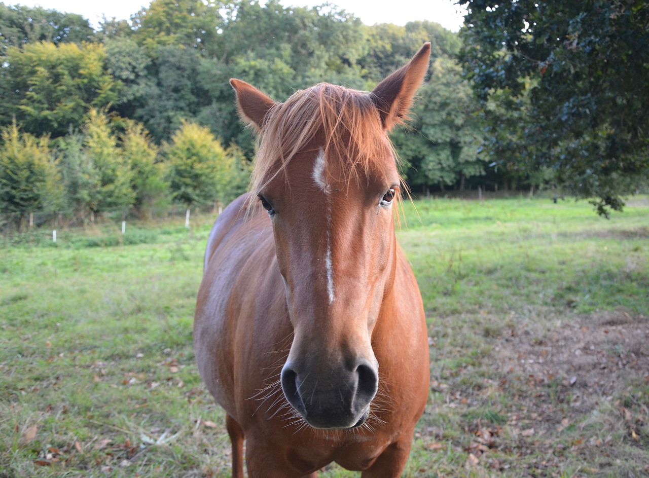 horse broodmare mare free photo