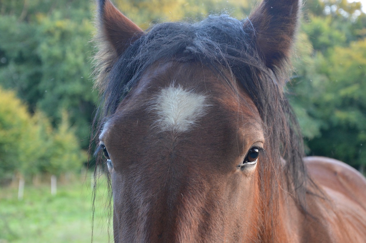 horse head next to horse free photo