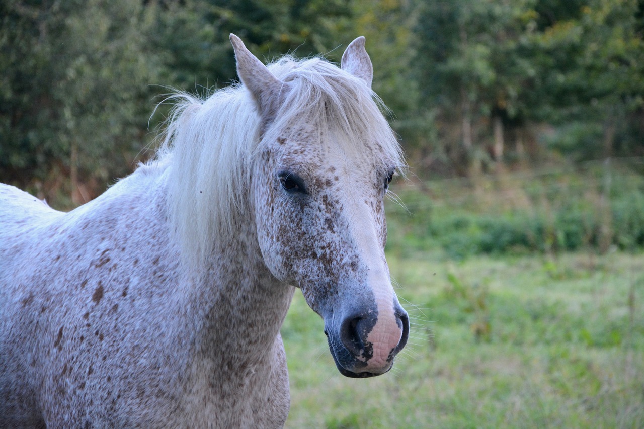 horse mare white free photo