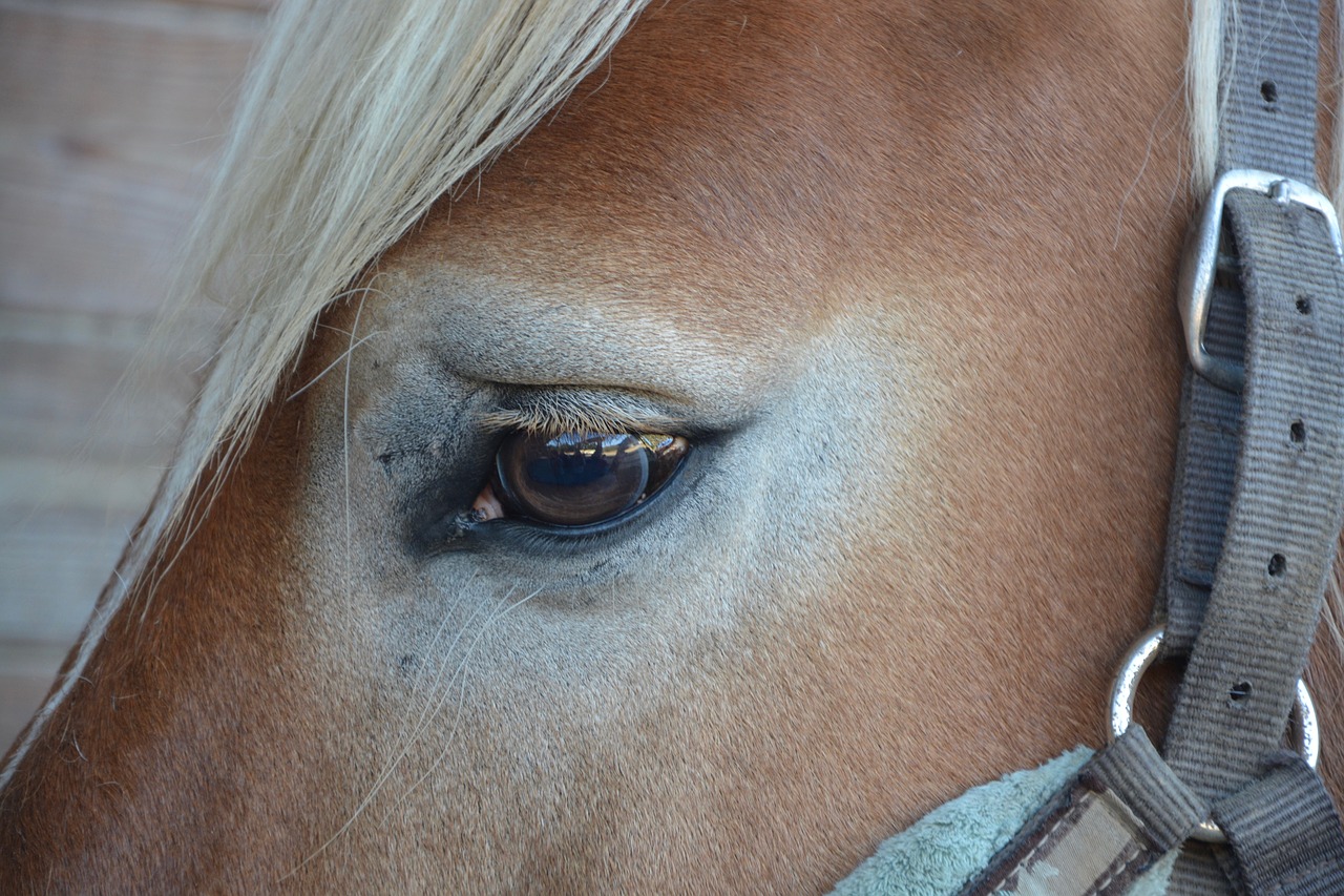 horse œil chestnut free photo