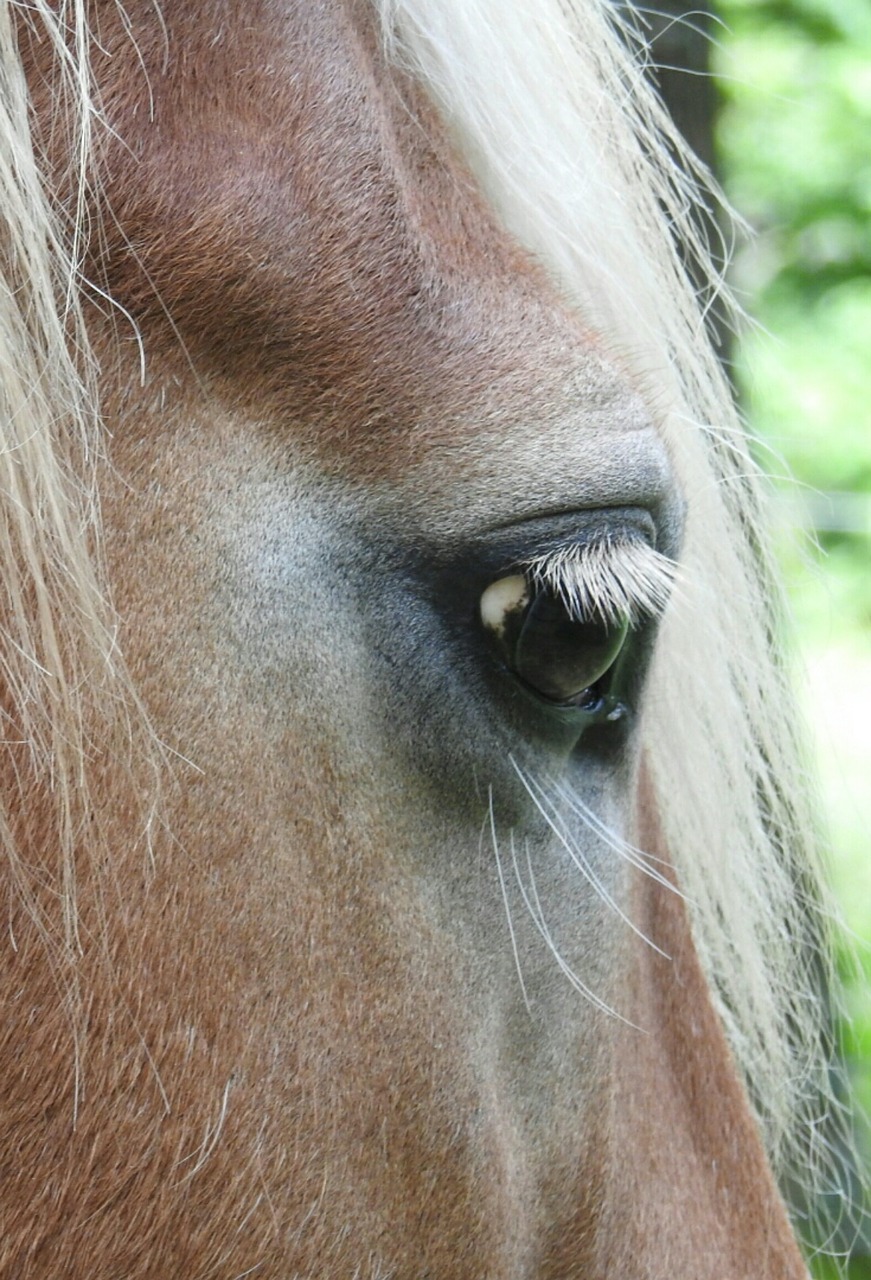 horse haflinger horse eye free photo