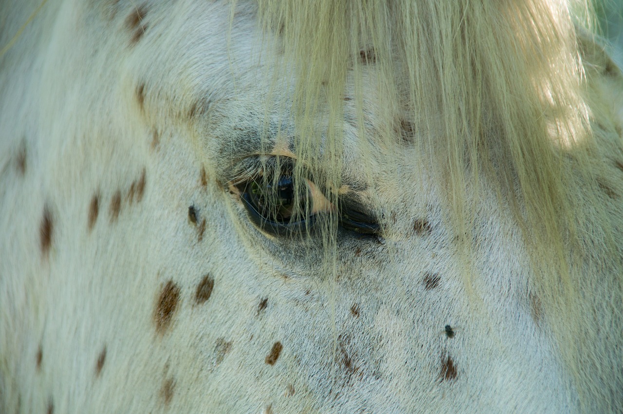 horse eye close free photo