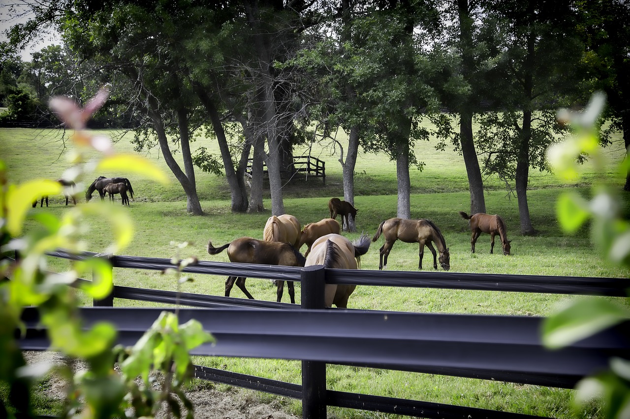 horse farm kentucky free photo