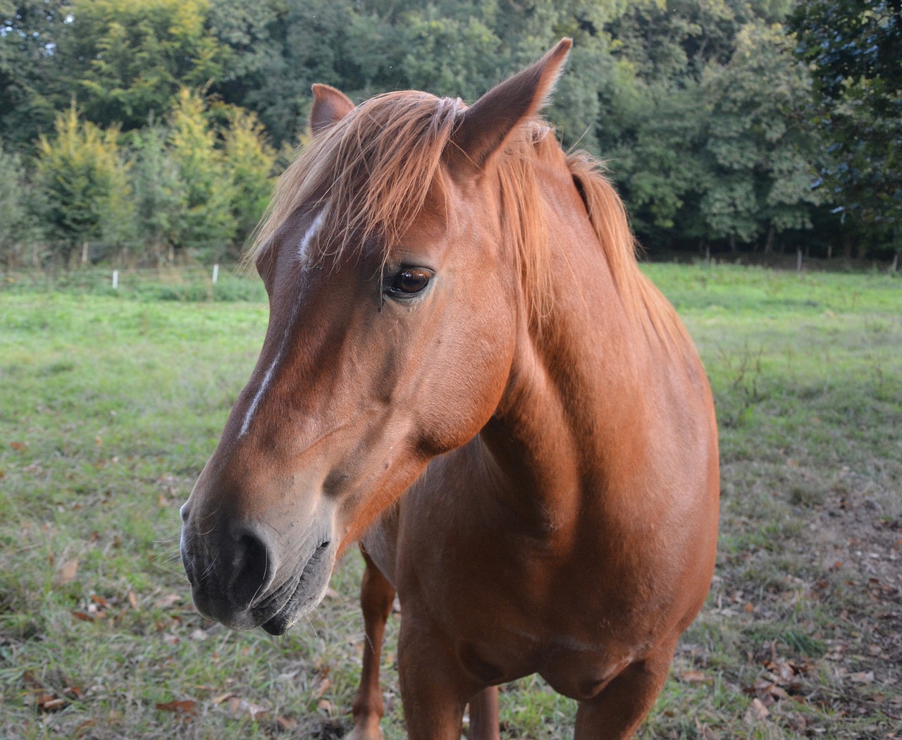 horse mare portrait free photo