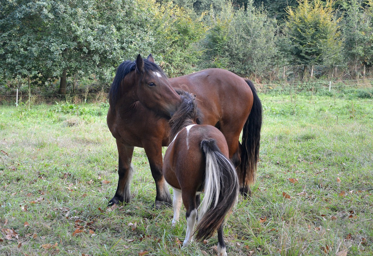 horse shetland pony complicity tenderness free photo