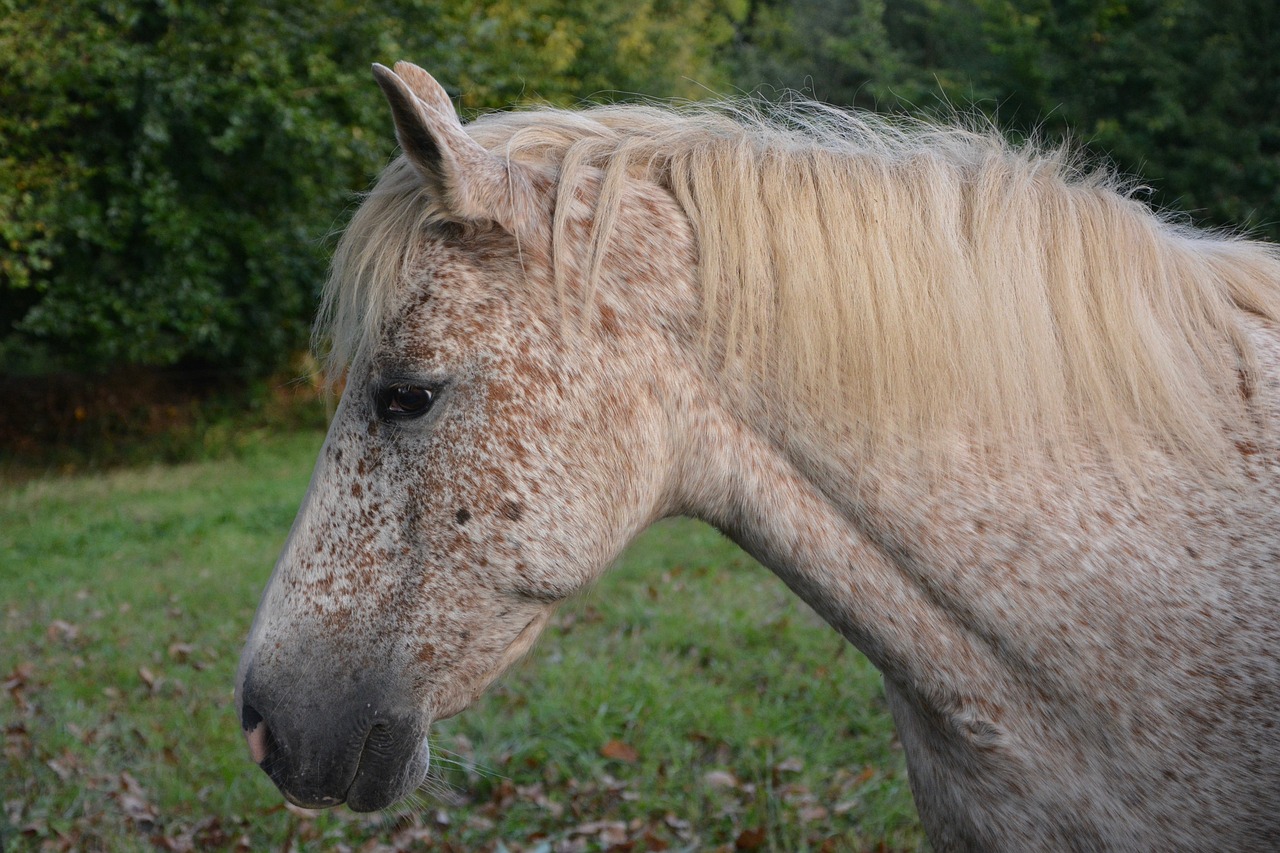 horse mare white free photo