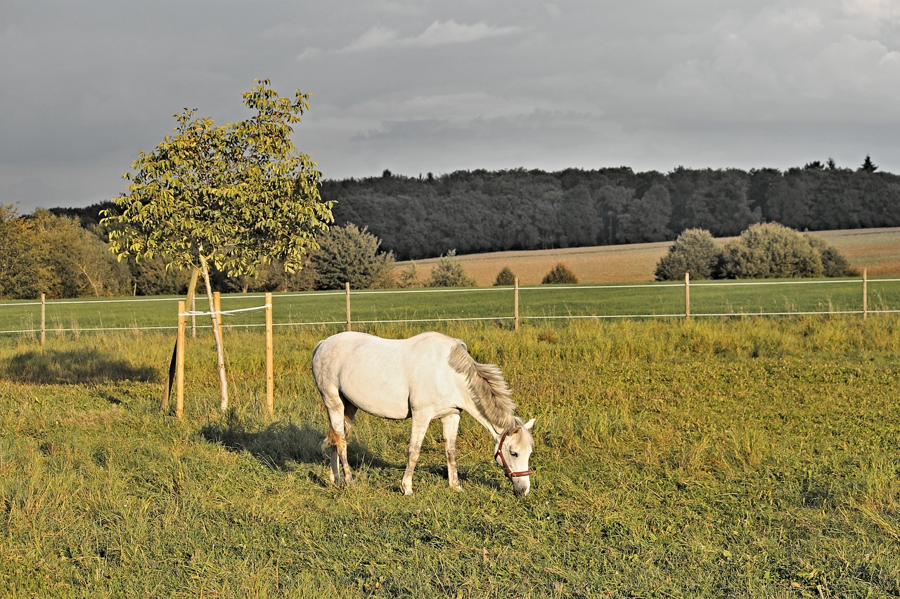 horse white pasture free photo