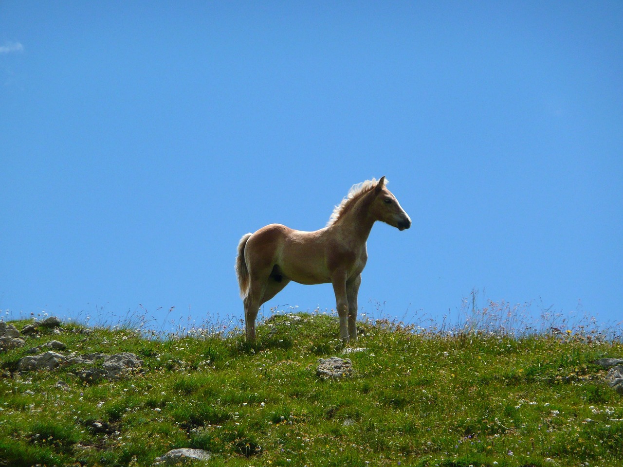 horse foal avellino free photo