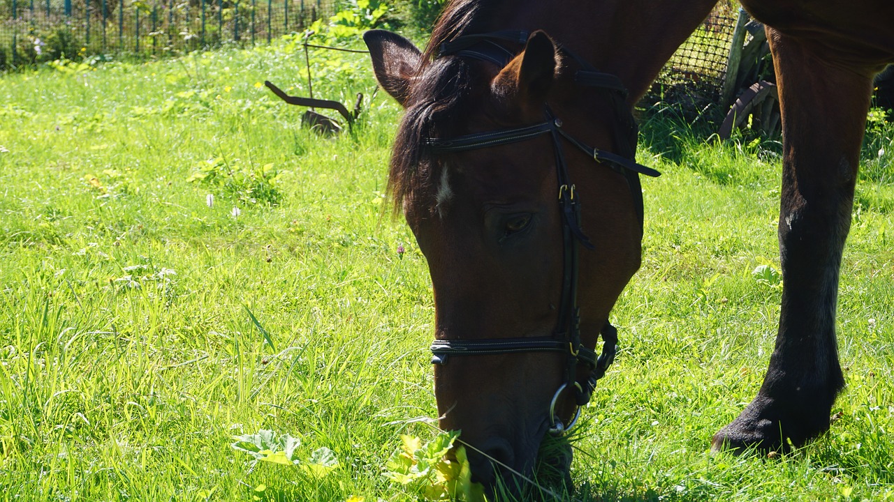 horse farm animal free photo