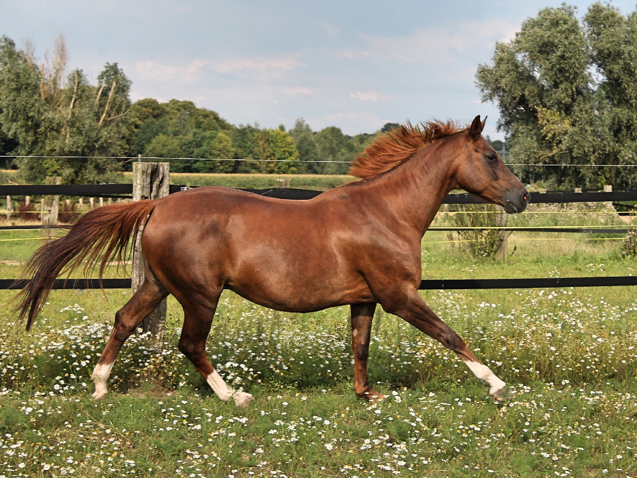 horse gallop reiterlos free photo
