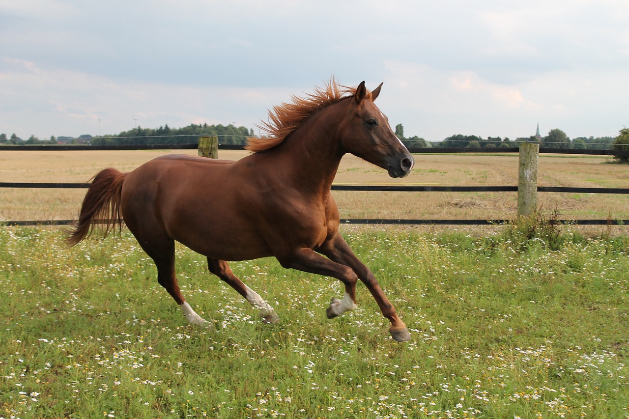 horse gallops pasture free photo