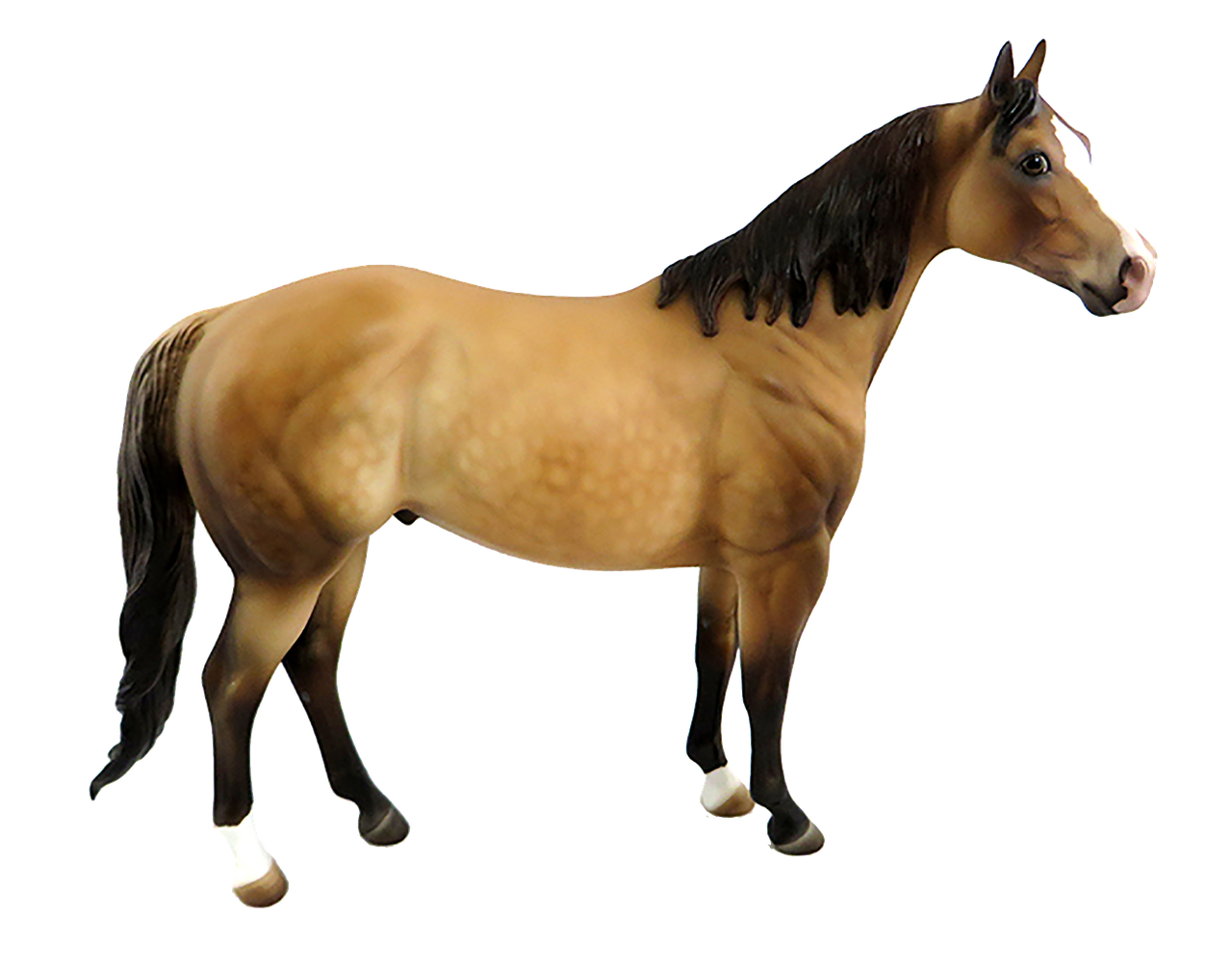 horse brown isolated free photo