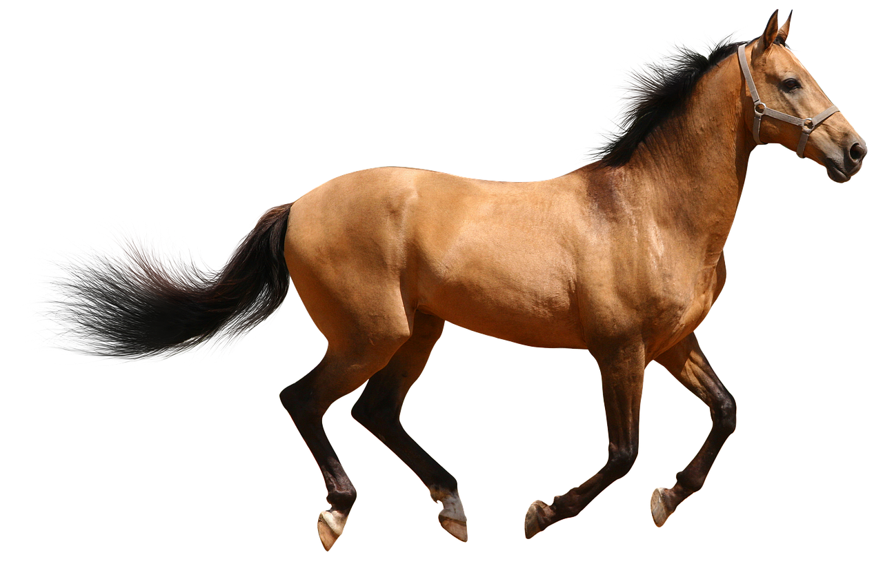 horse brown isolated free photo