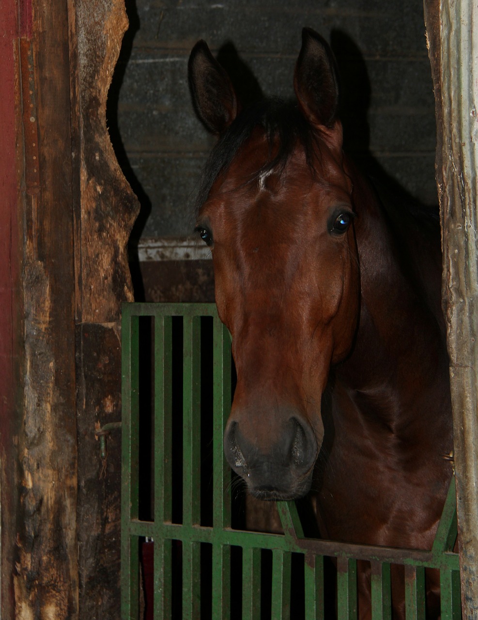 horse animal barn free photo