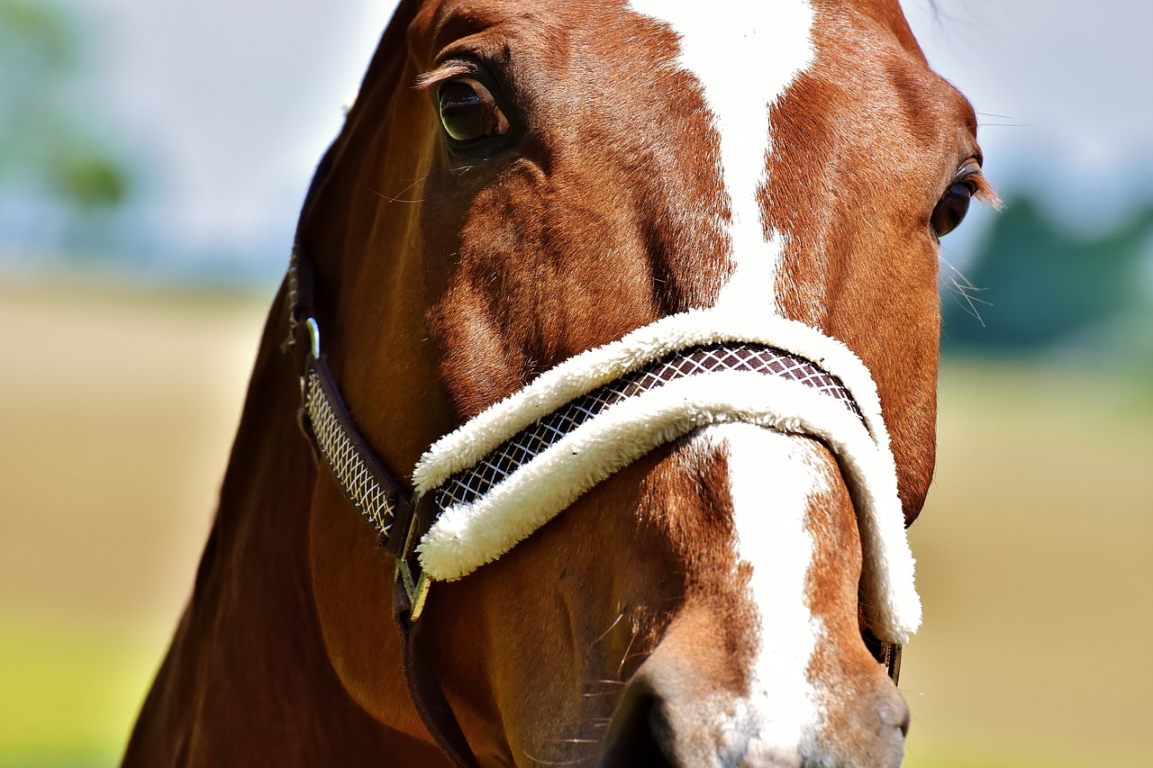 horse stallion paddock free photo