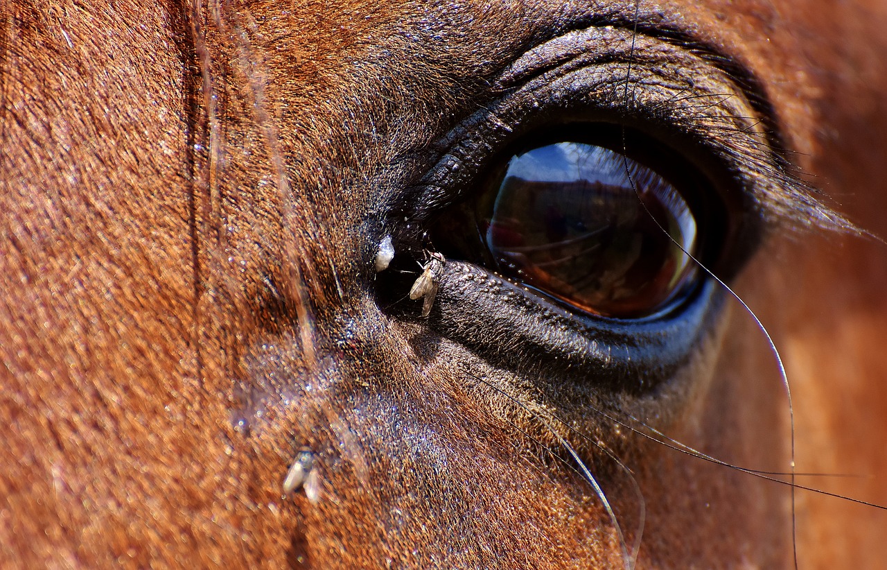 horse brown eye free photo