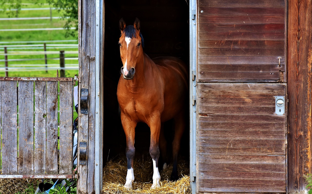 horse brown stall free photo