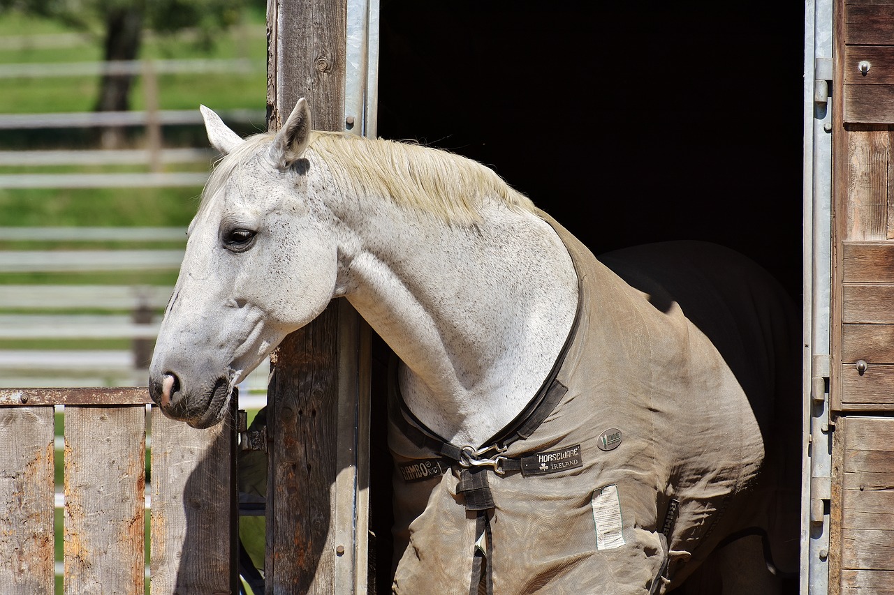 horse mold stall free photo