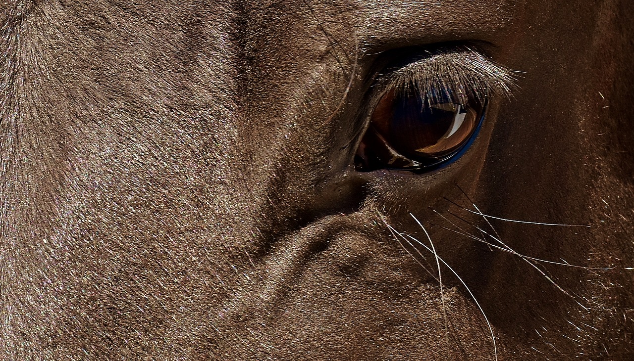 horse brown eye free photo