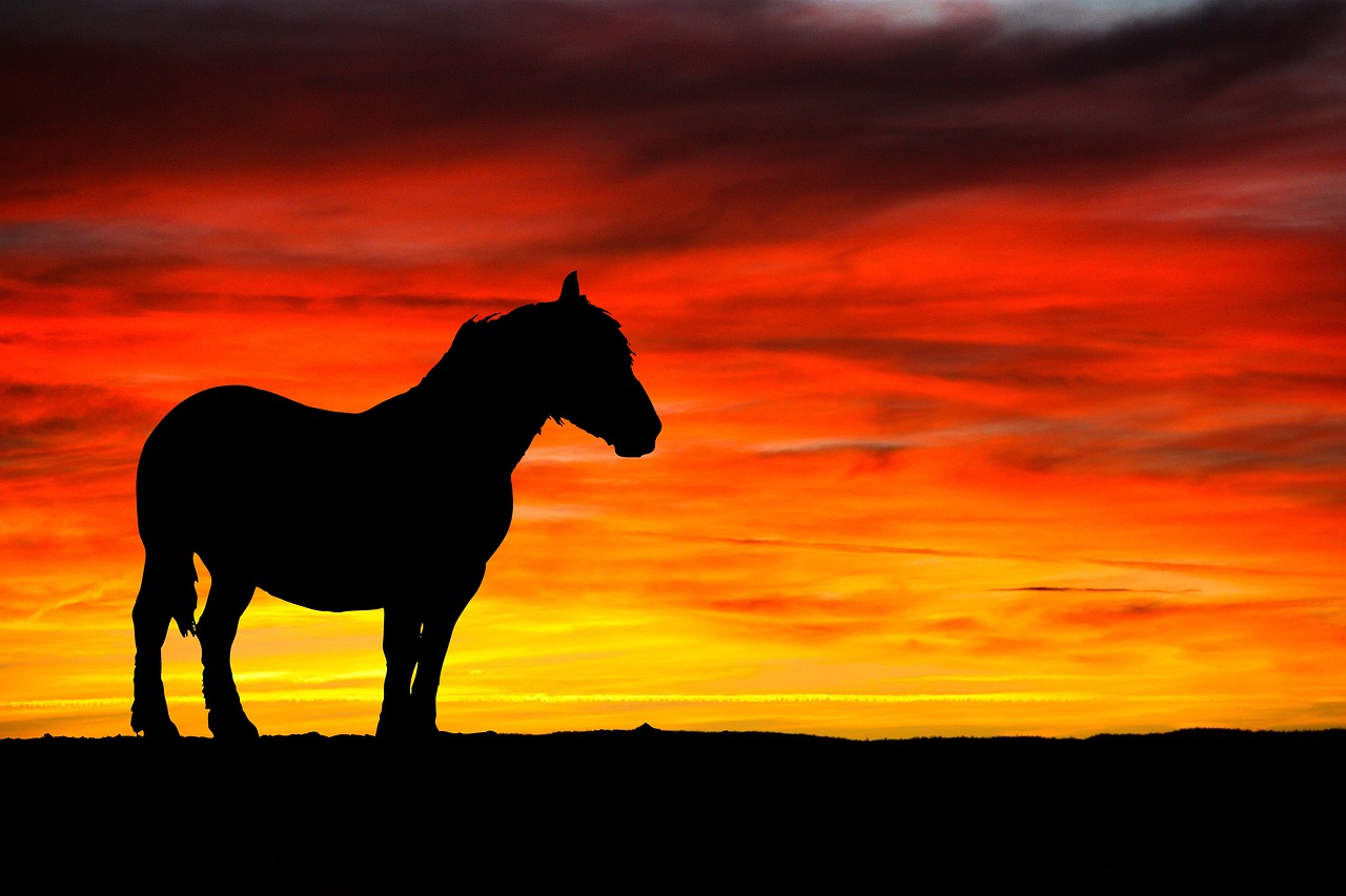 horse silhouette black free photo