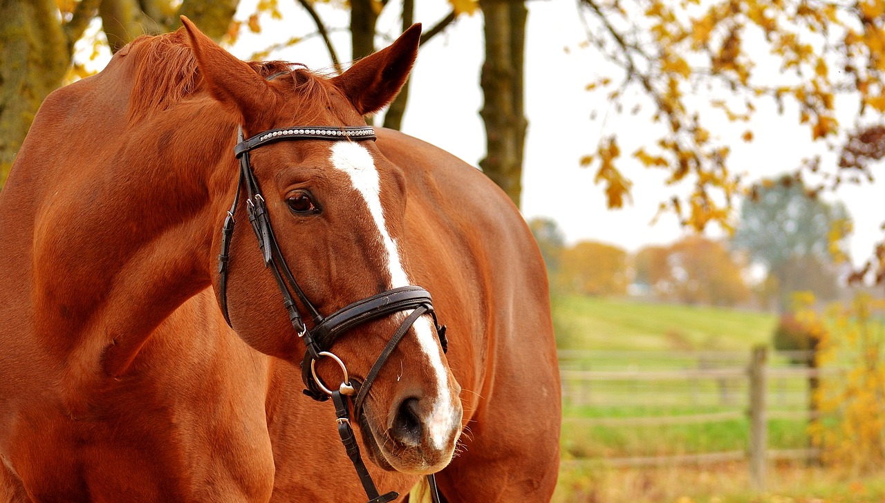 horse brown animal free photo