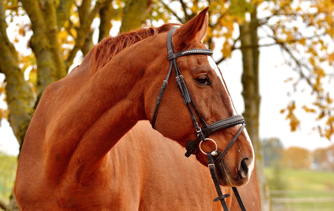 horse brown animal free photo