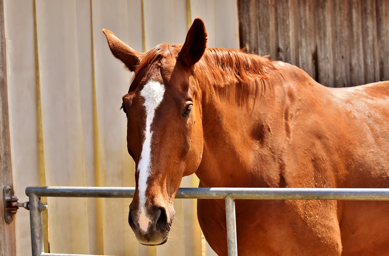 horse brown animal free photo