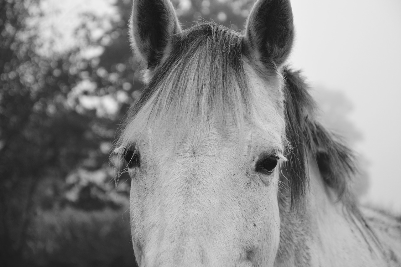 horse photo black white next to horse free photo