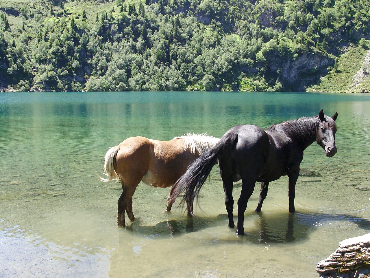 horse lake landscape free photo