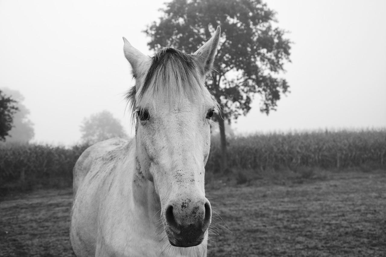 horse photo black white portrait horse free photo