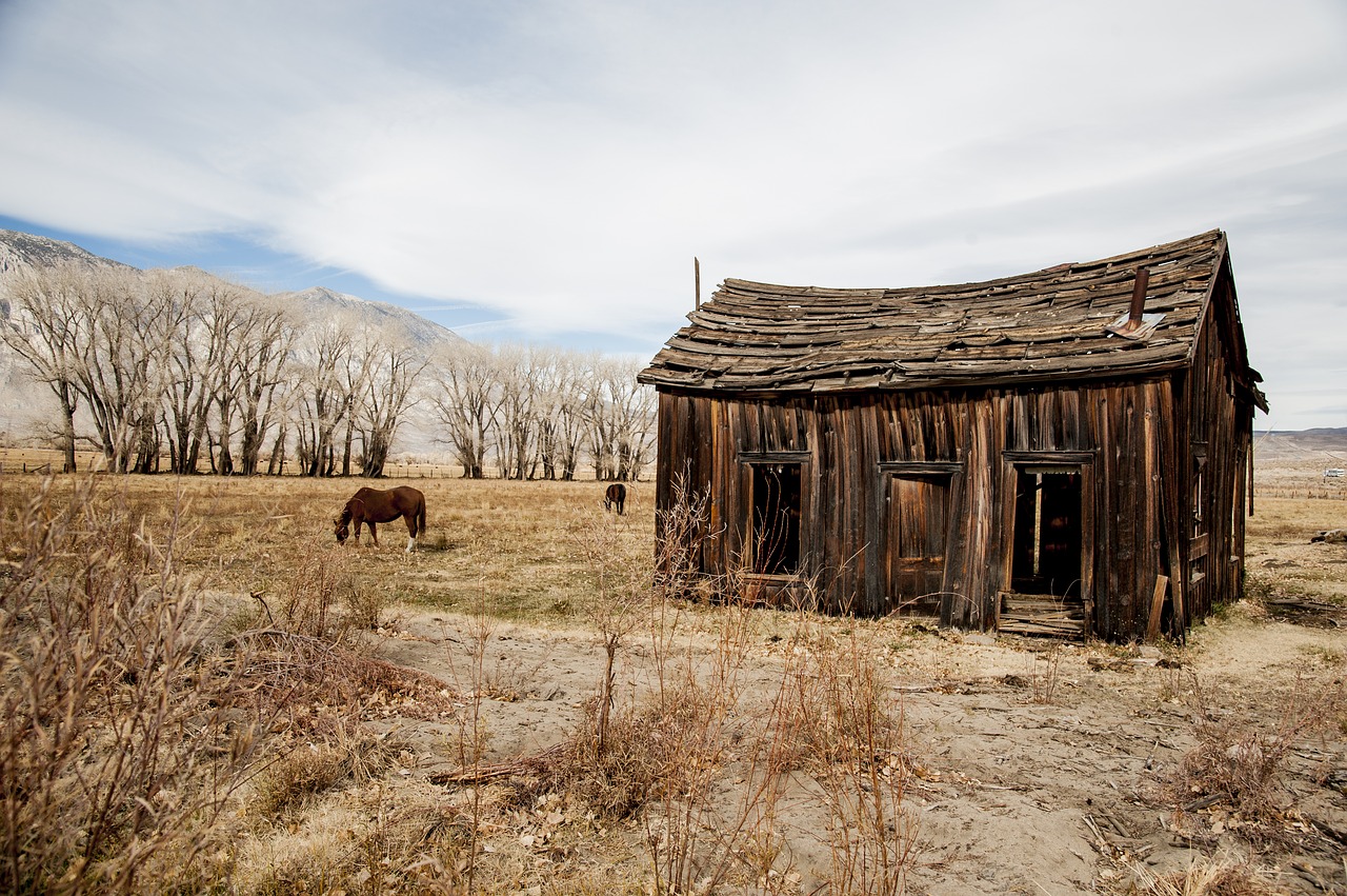 horse old barn pasture free photo