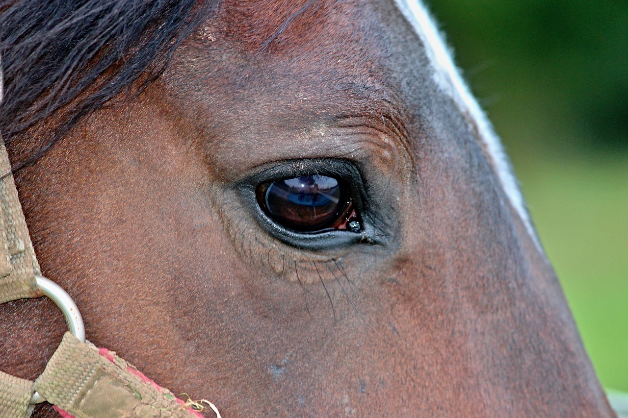 horse eye halter free photo