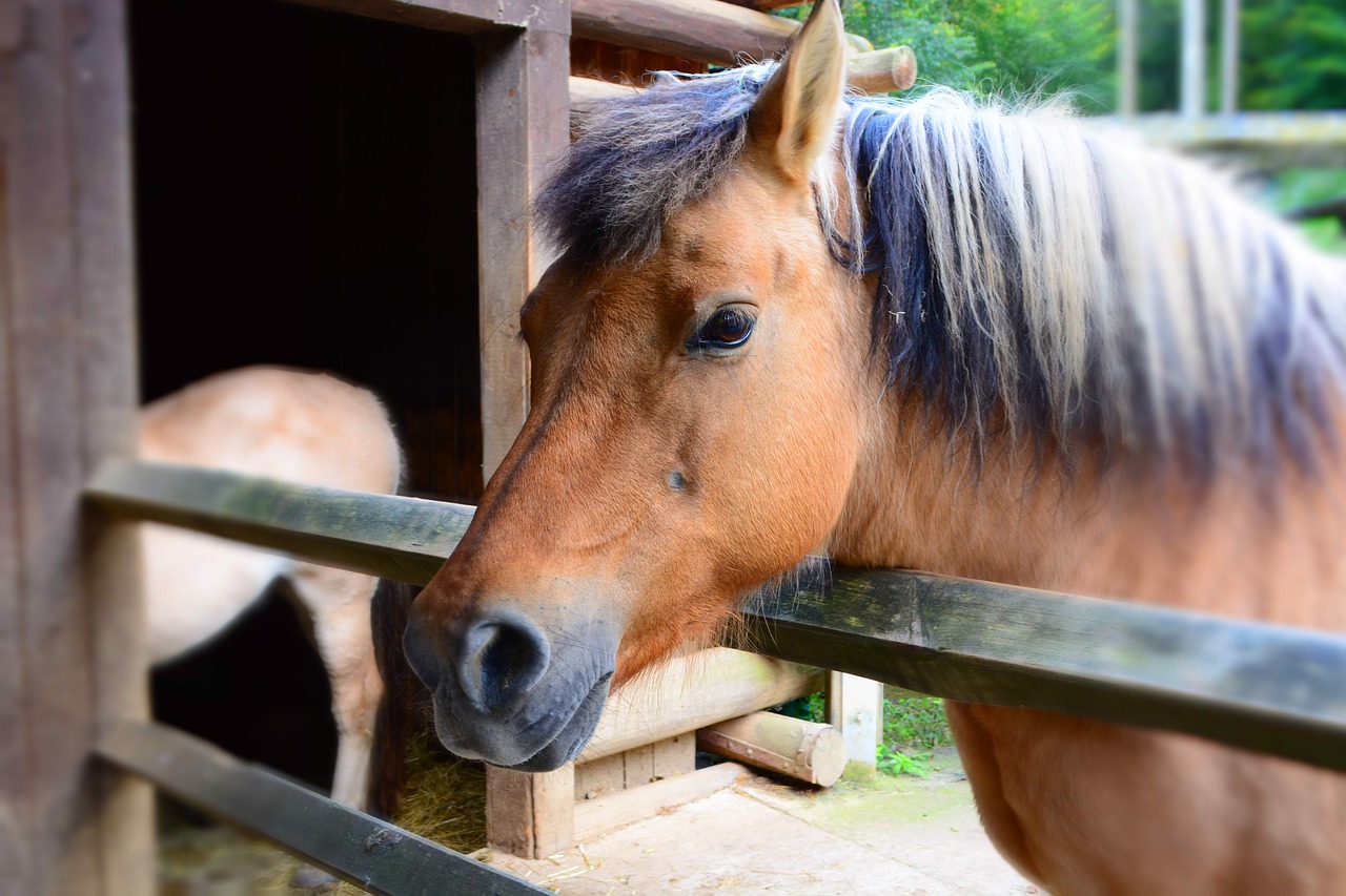 horse wild horse zoo free photo