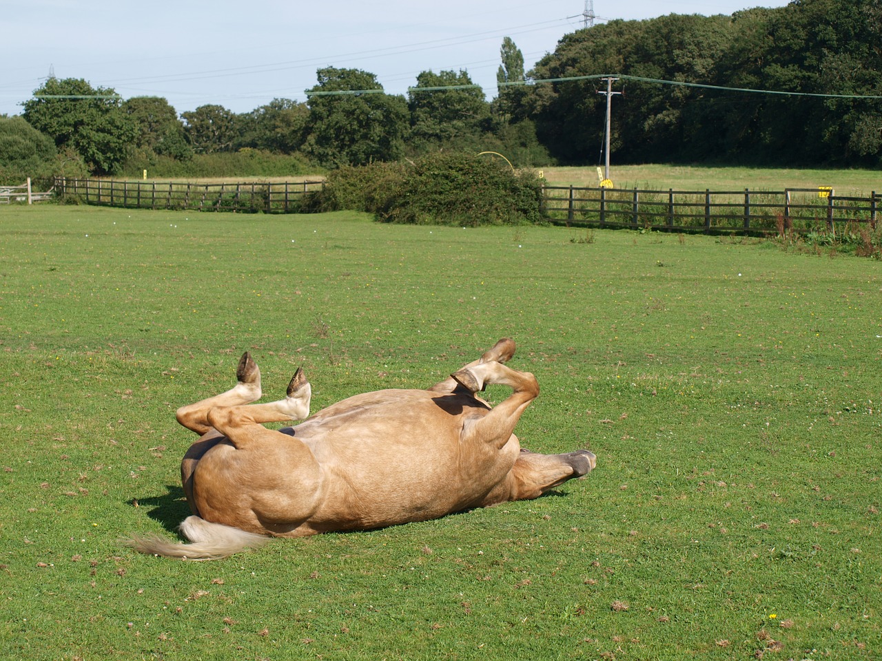 horse pony mare free photo