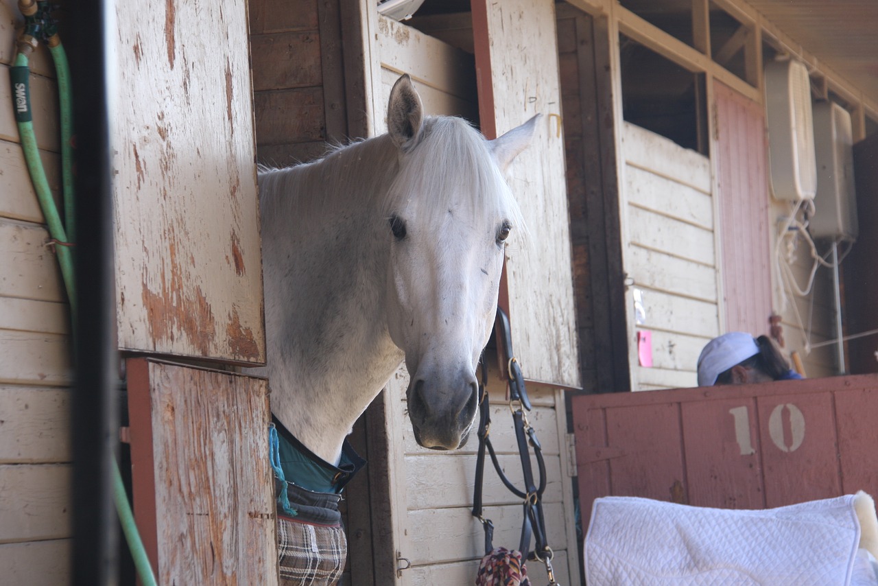 horse horse show stable white stallion free photo