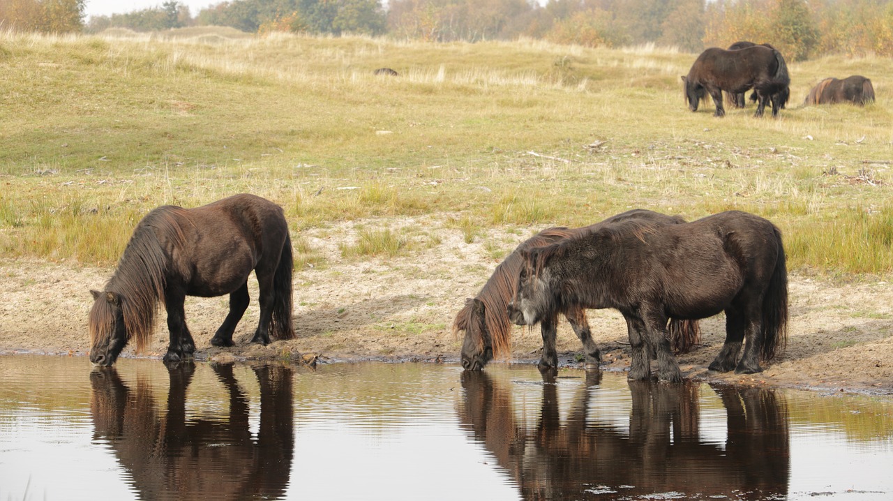 horse horses nature free photo