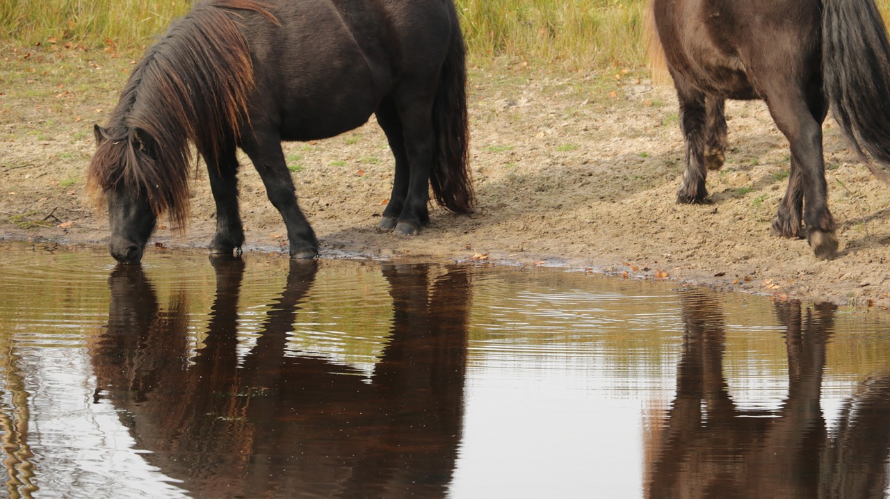 horse horses nature free photo