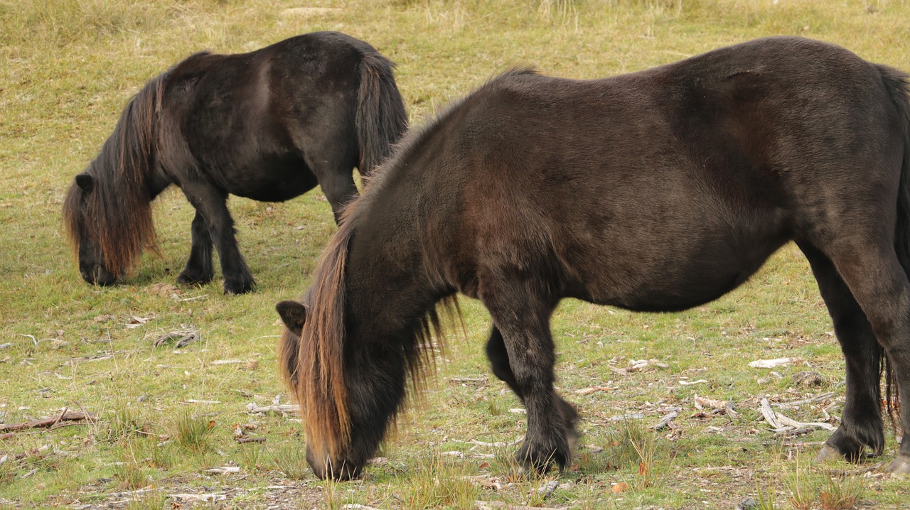 horse horses nature free photo