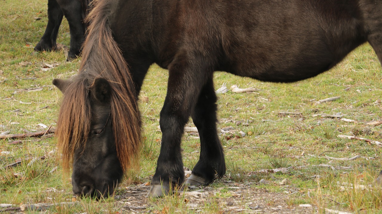 horse horses nature free photo