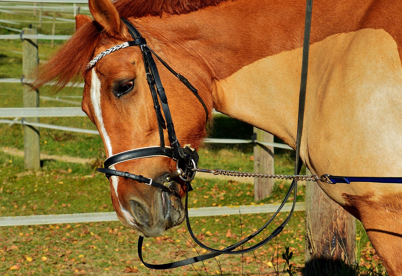 horse brown coupling free photo