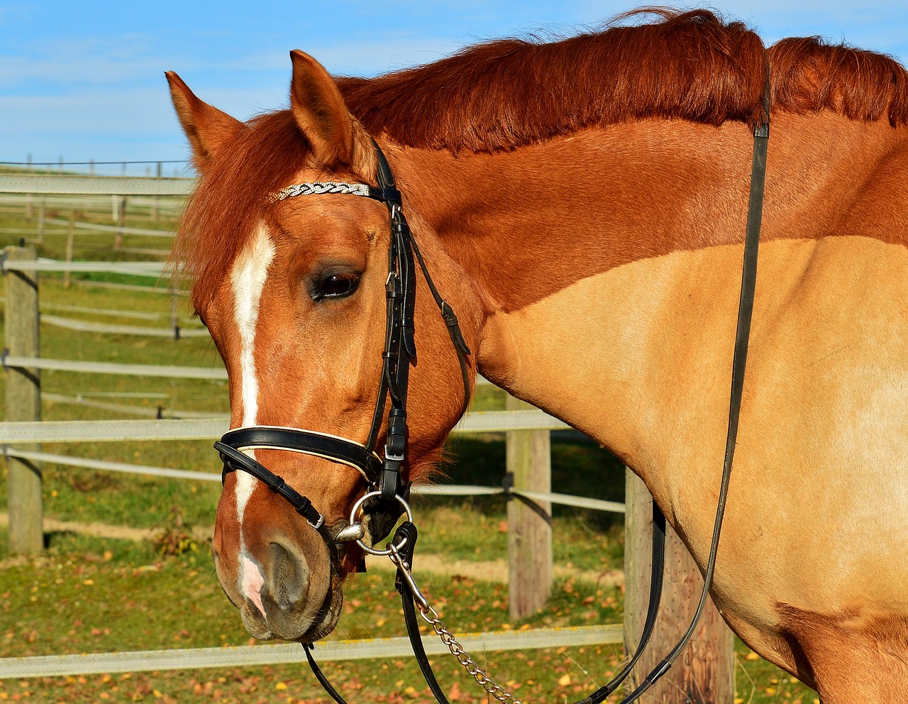 horse brown coupling free photo