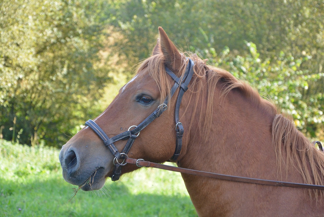 horse mare horseback riding free photo