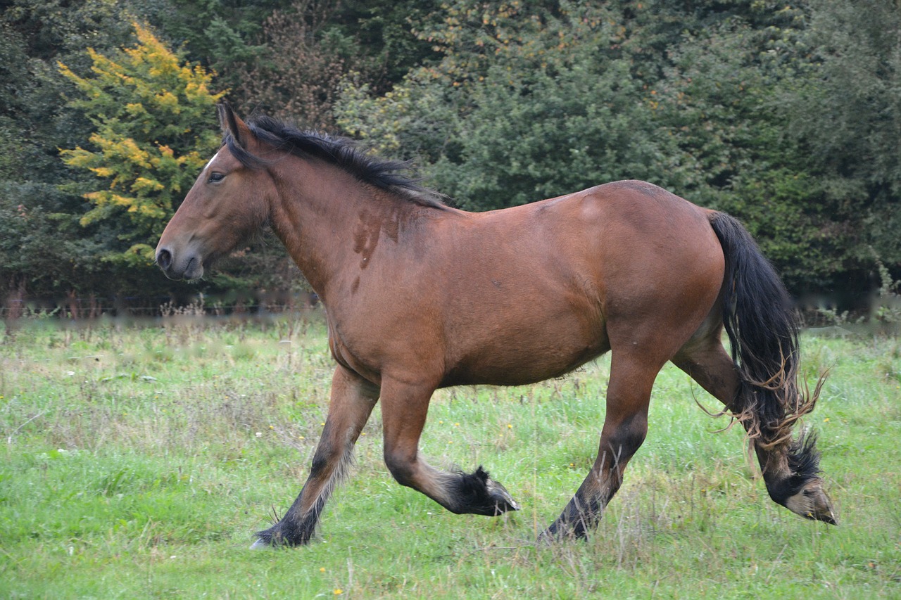 horse mane equine free photo