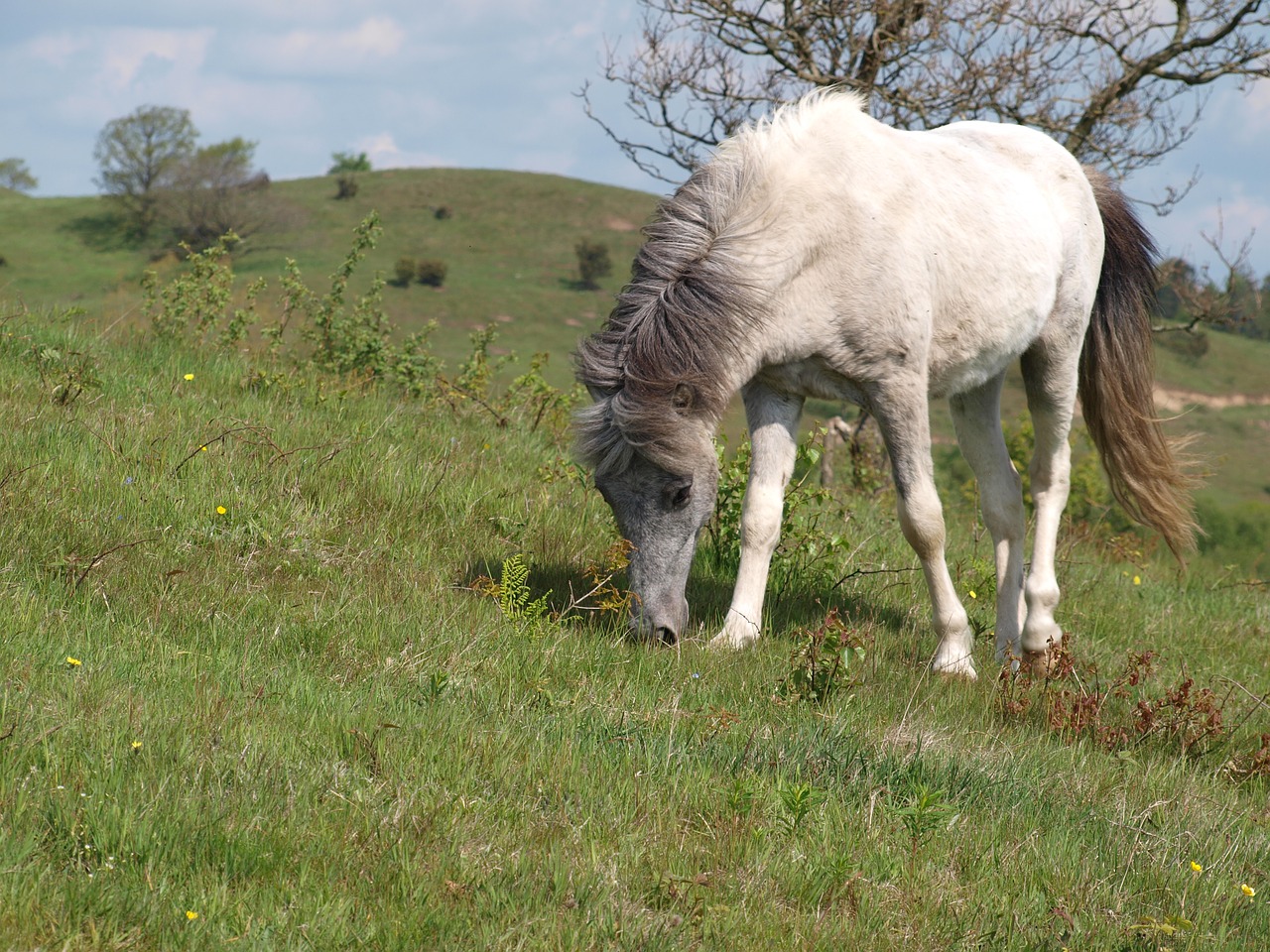 horse mols mountains free photo