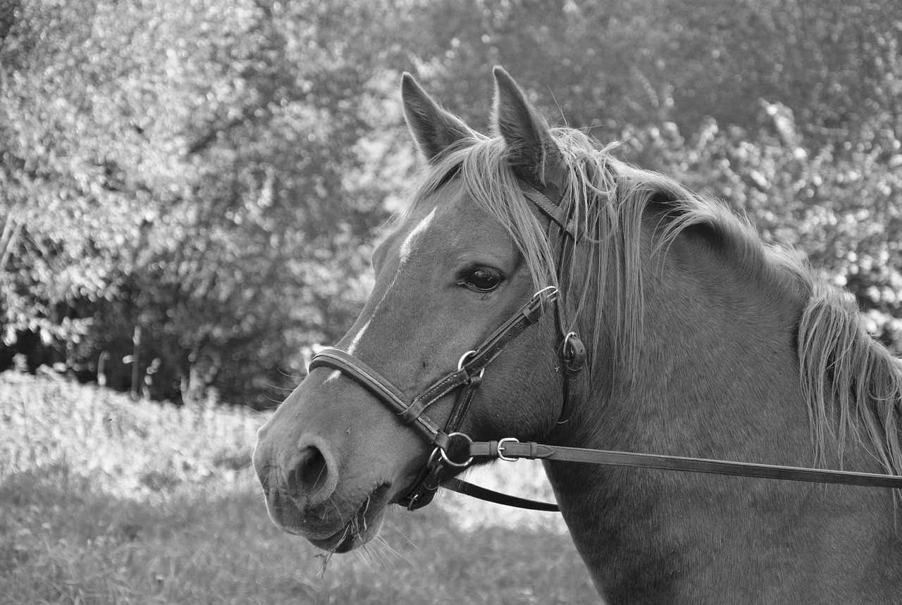 horse head horse profile photo black white free photo