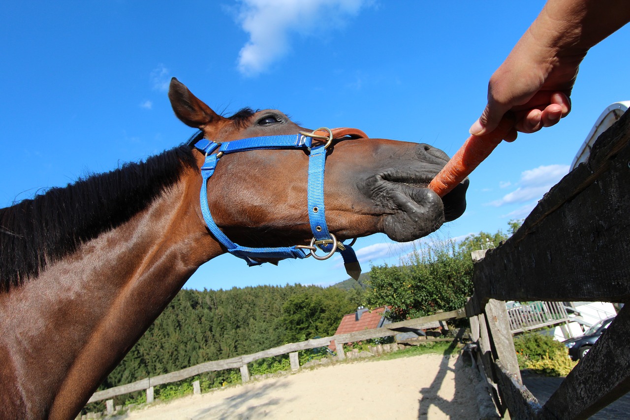 horse carrot food free photo